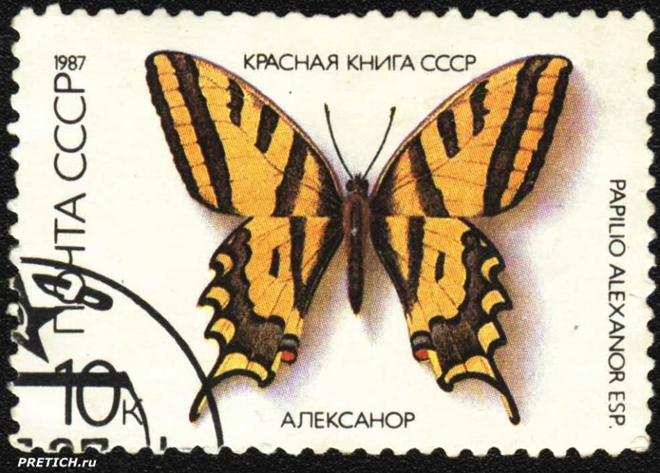 - Papilio Alexanor ESP