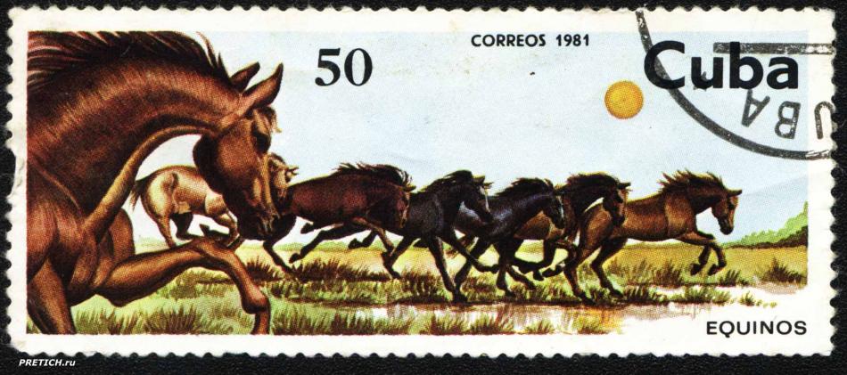   : Equinos. 1981