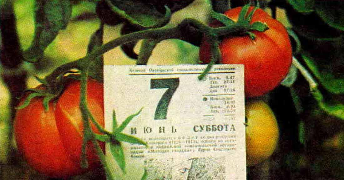 Помидоры — культура урожайнейшая