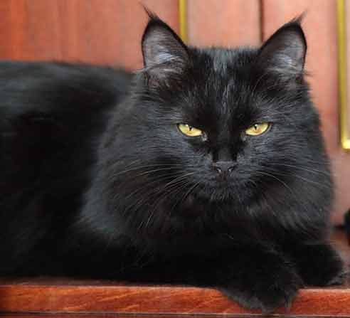 Черная кошка, все суеверия и приметы