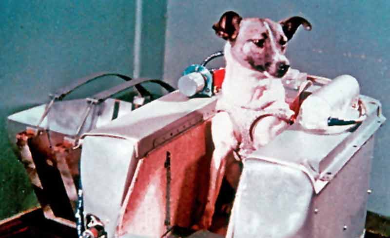 Лайка, СССР, первая собака в космосе