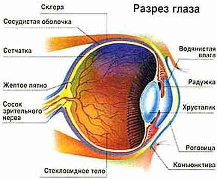 Глаукома, строение глаза
