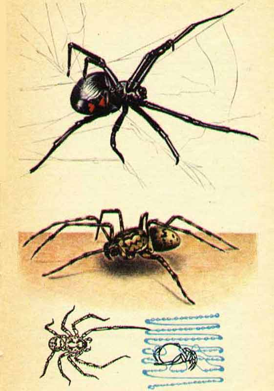 Каракурт самка, и Сцитодес торацика пауки