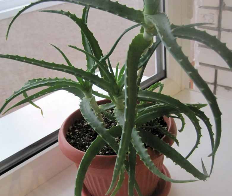 Aloe arborescens домашний Алоэ - польза его и история