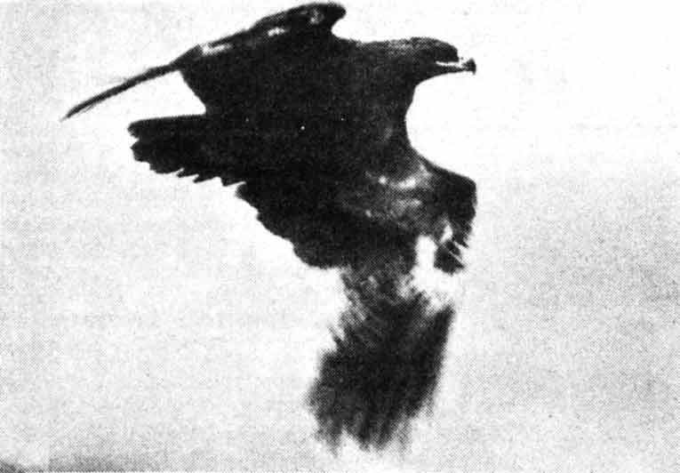 Степной орел - вымирающий вид, красная книга природы