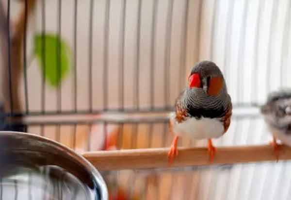 Особенности кремации попугаев и порядок процедуры