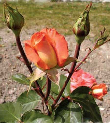 Выбор участка для посадки роз, советы и полное руководство