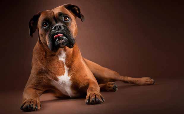 Собаки боксеры - описание породы и кормление