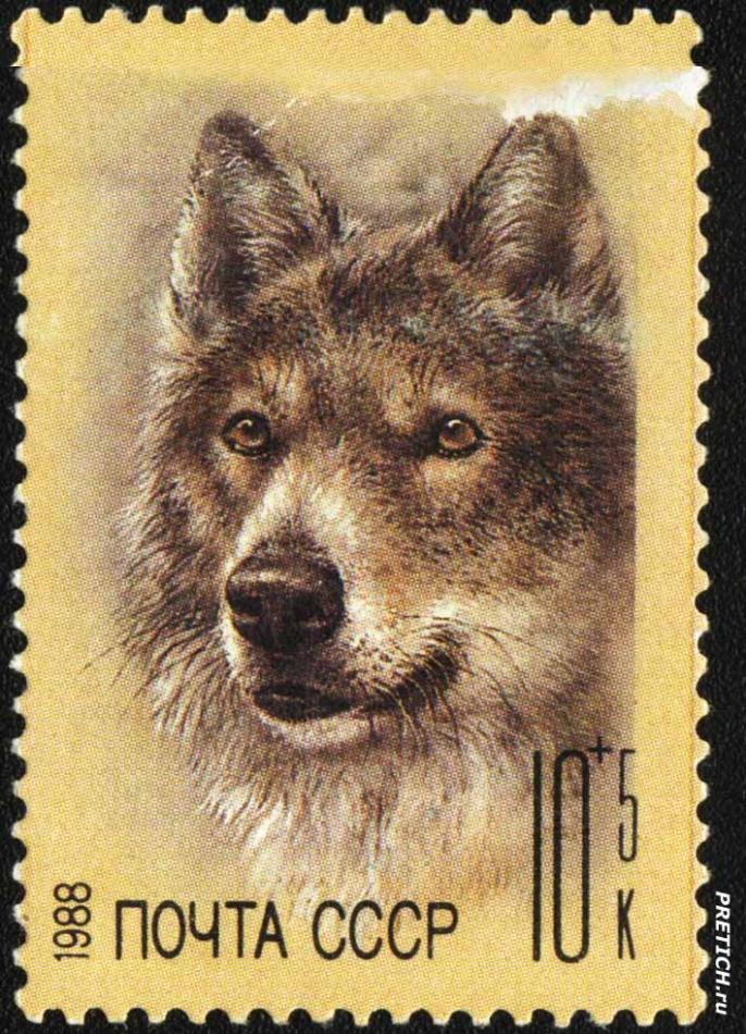 Почтовая марка: Волк. 1988