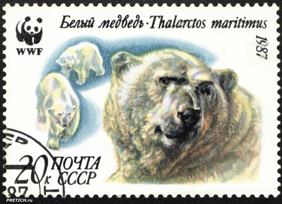 Белый медведь - Thalarctos maritimus