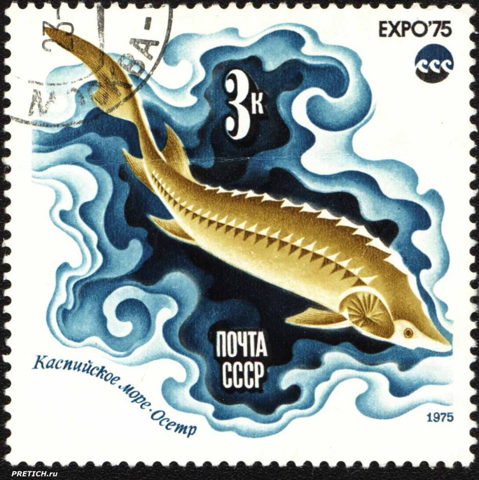 Осетр, Каспийское море. EXPO'75