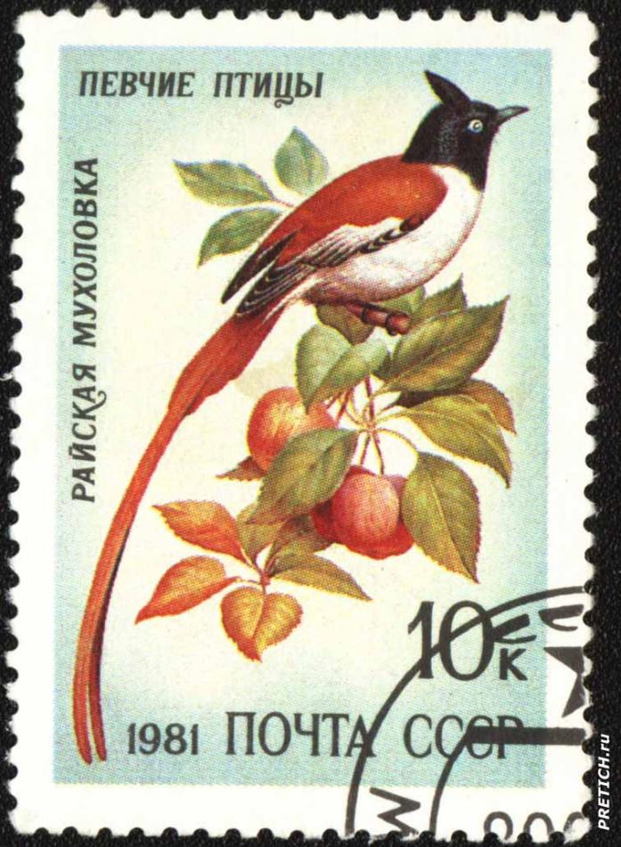 Райская мухоловка. Певчие птицы. 1981