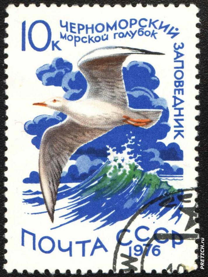 Морской голубок. Черноморский заповедник