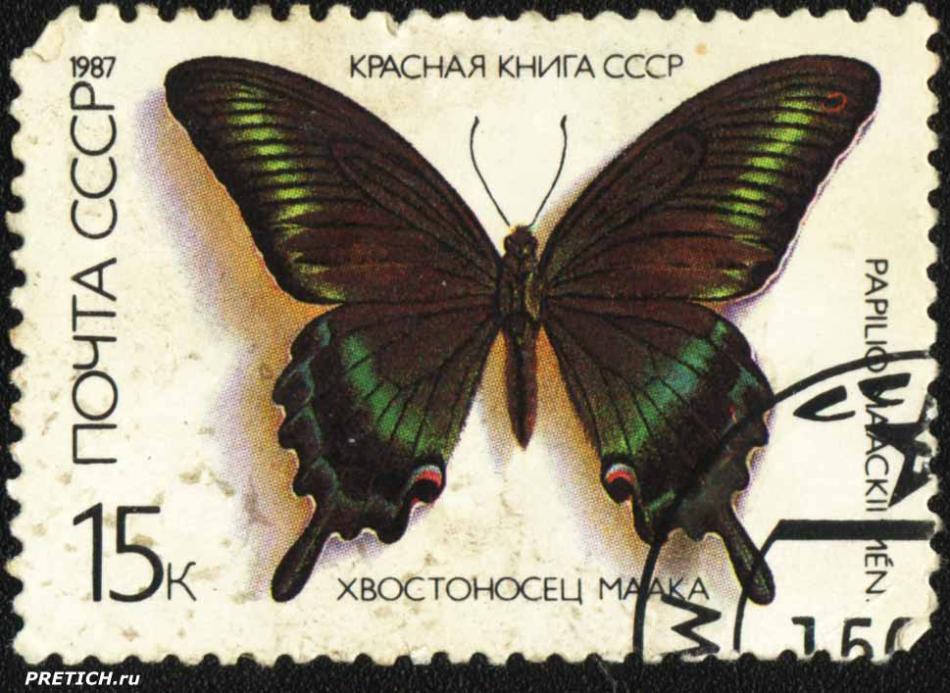 Хвостоносец маака - Papilio maackii