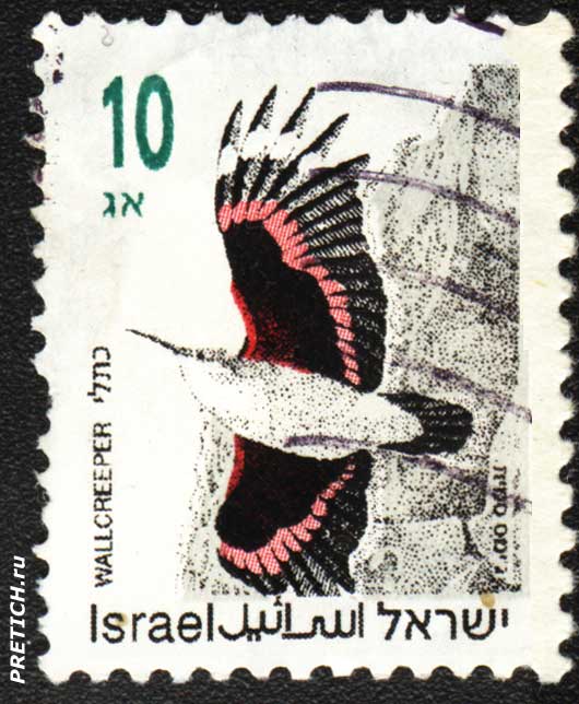 Israel Wallcreeper. Почтовая марка Израиля