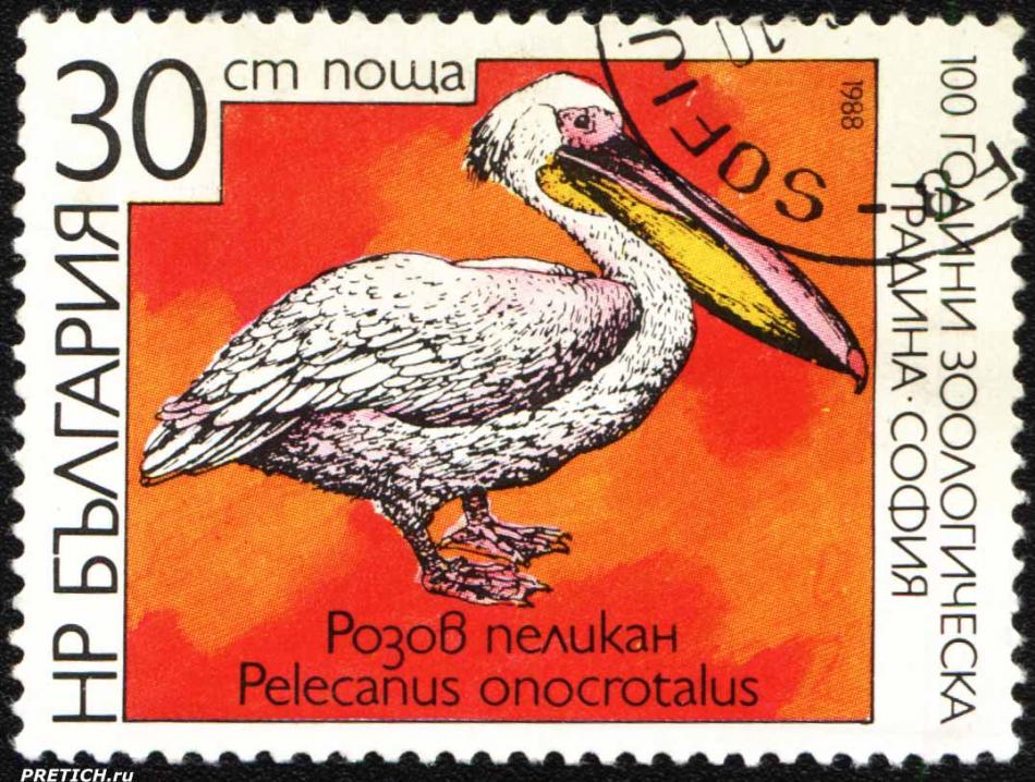 Розов пеликан - Pelecanus onocrotalus