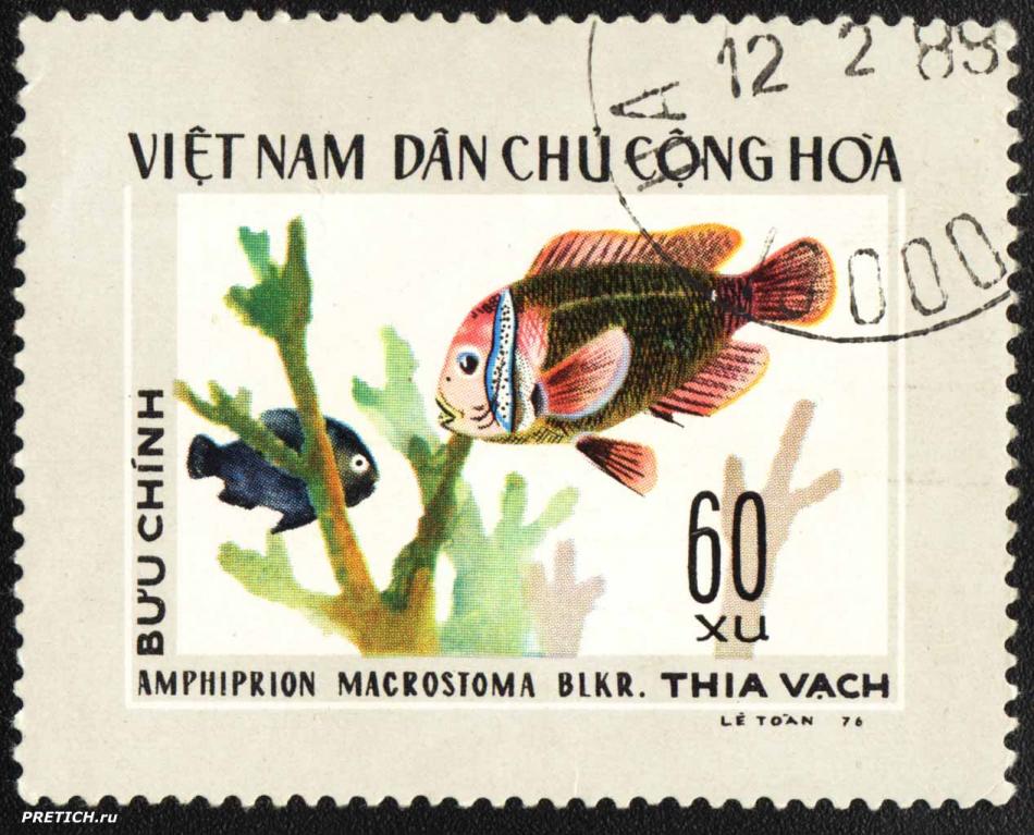 Amphiprion macrostoma blkr. 1976. Viet Nam