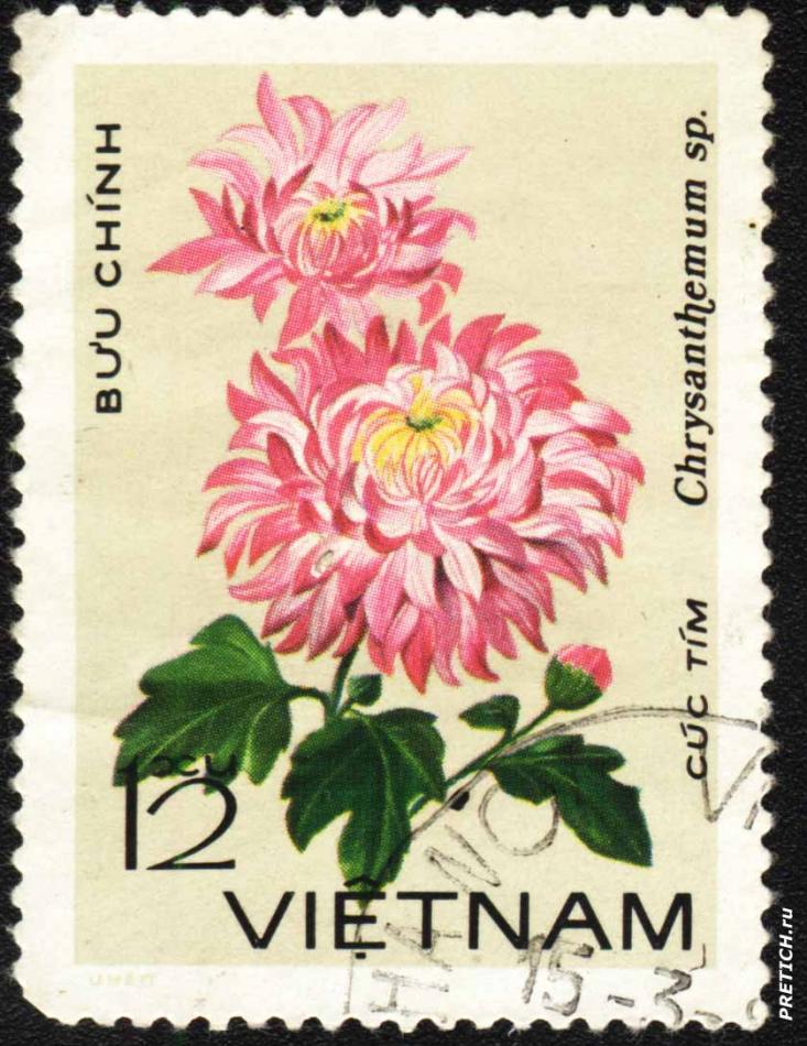 Chrysanthemum sp. Viet Nam
