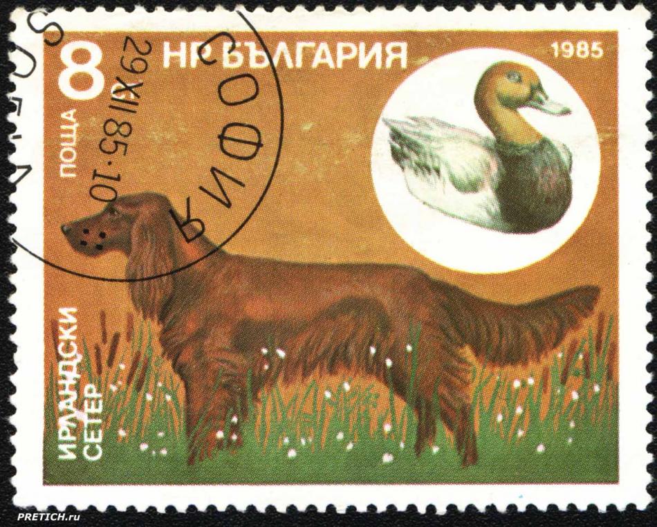 Ирландски сетер. НР България поща. 1985