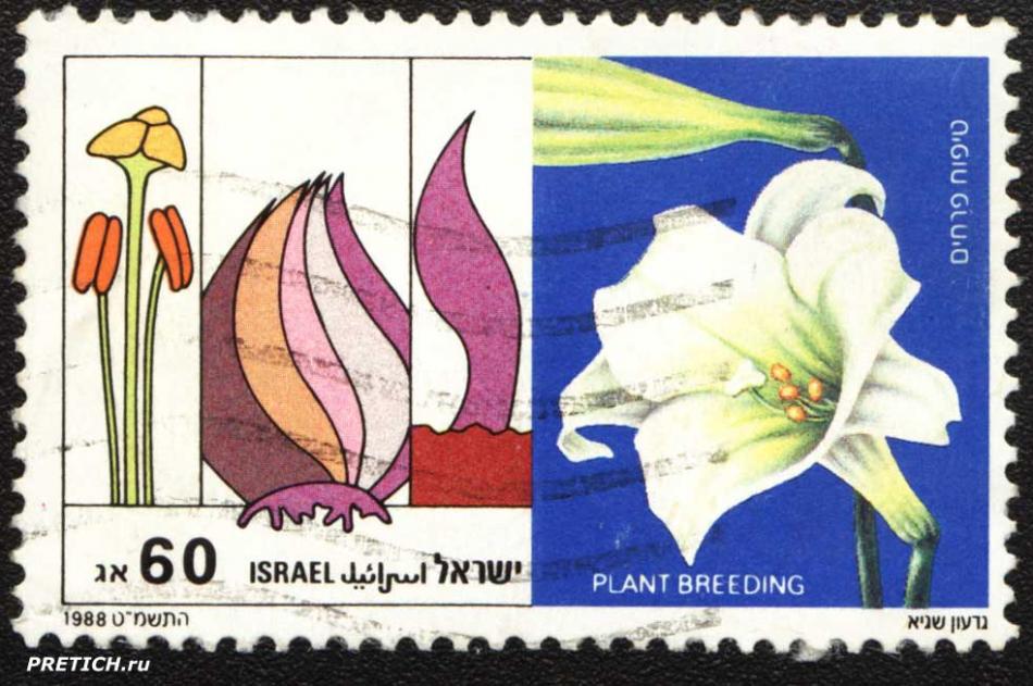 Israel Plant Breeding. 1988