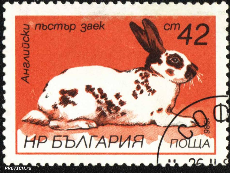 Английски пъестър заек. НР България поща. 1986