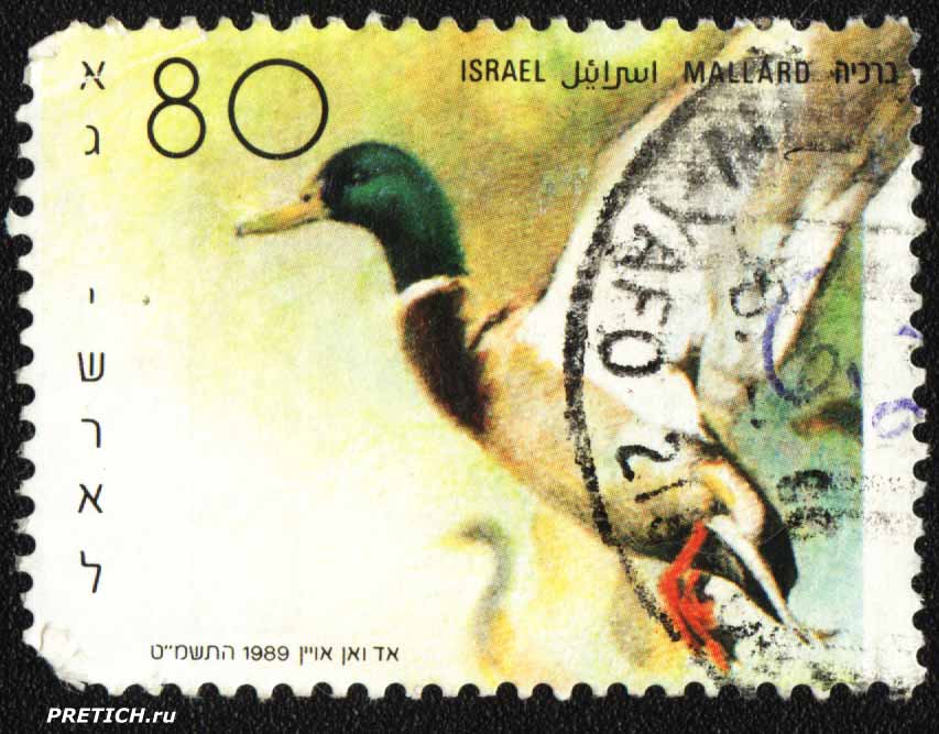 Israel Mallard - 1989.