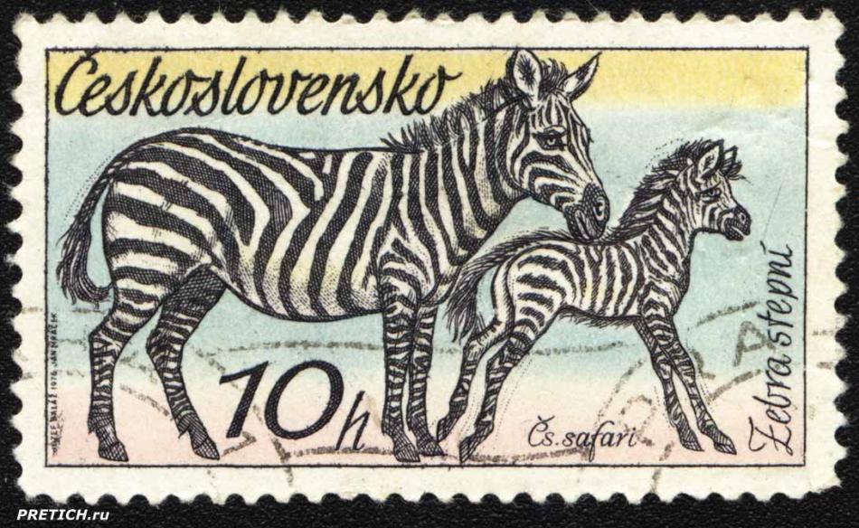 Cs. safari Zebra Stepni 1976