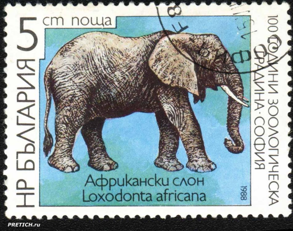 Африкански слон - Loxodonta Africana - 100 години