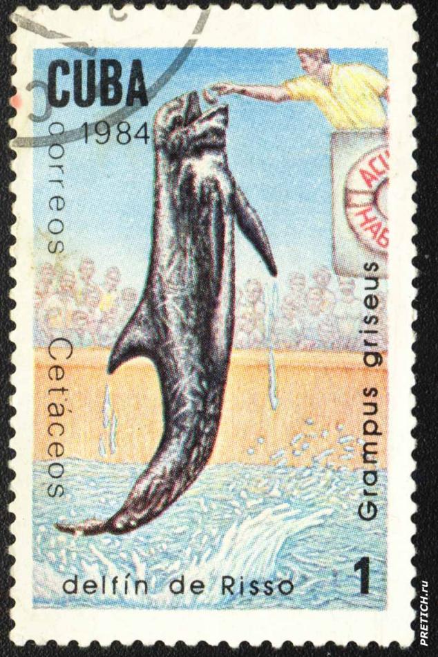 Cetaceos delfin de Risso