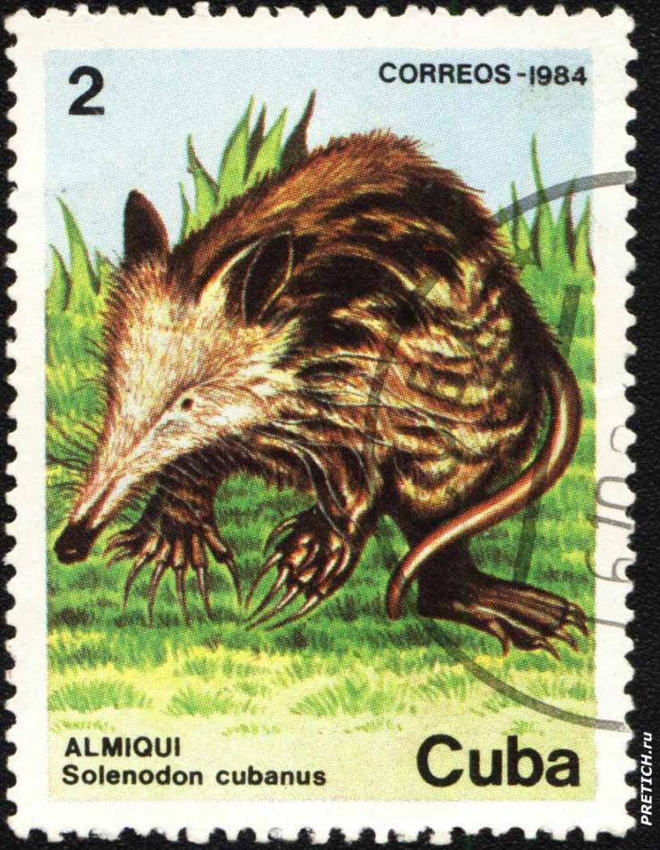 Almiqui - Solenodon cubanus
