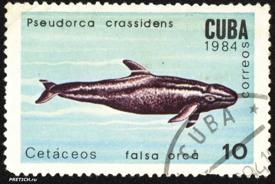 Pseudorca crassidens - Cetaceos falsa orca