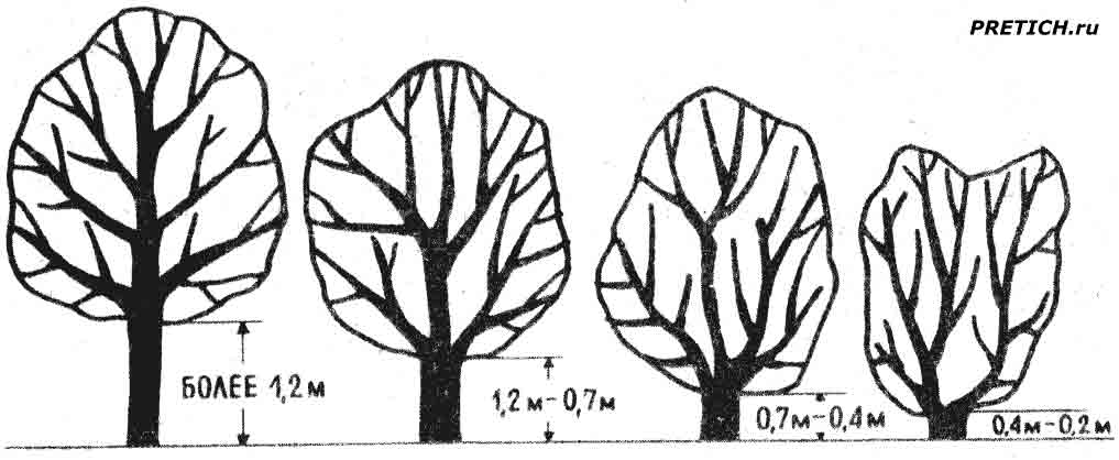 Деревт по высоте штамба, классификация