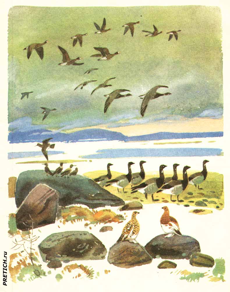 Птицы на севере, иллюстрации из детской книги