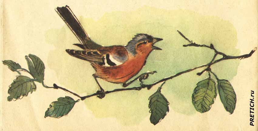 рисунки птиц из детских советских книжек