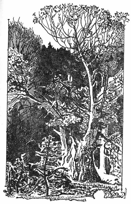 Лесные дебри - иллюстрация из советской книги
