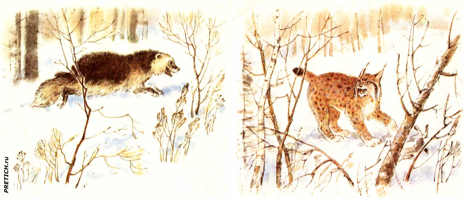 Рисунки художника С. Куприянова в детских книжках